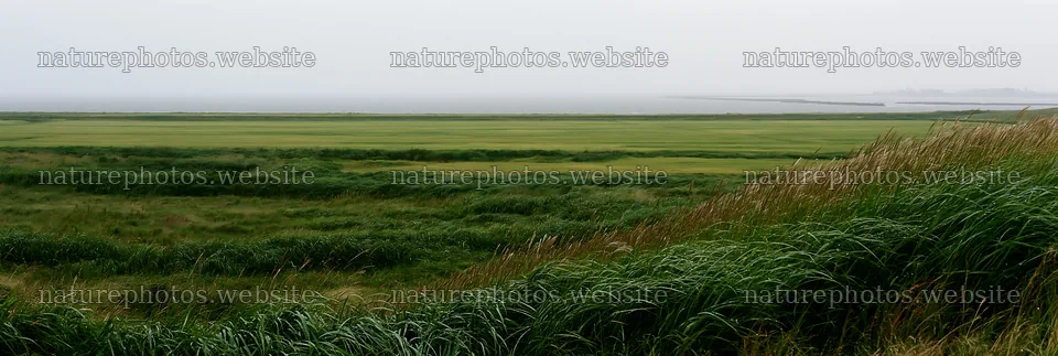 Fukui native grass meadow rain droplets can be seen on grass – nature photos 13690x4602
