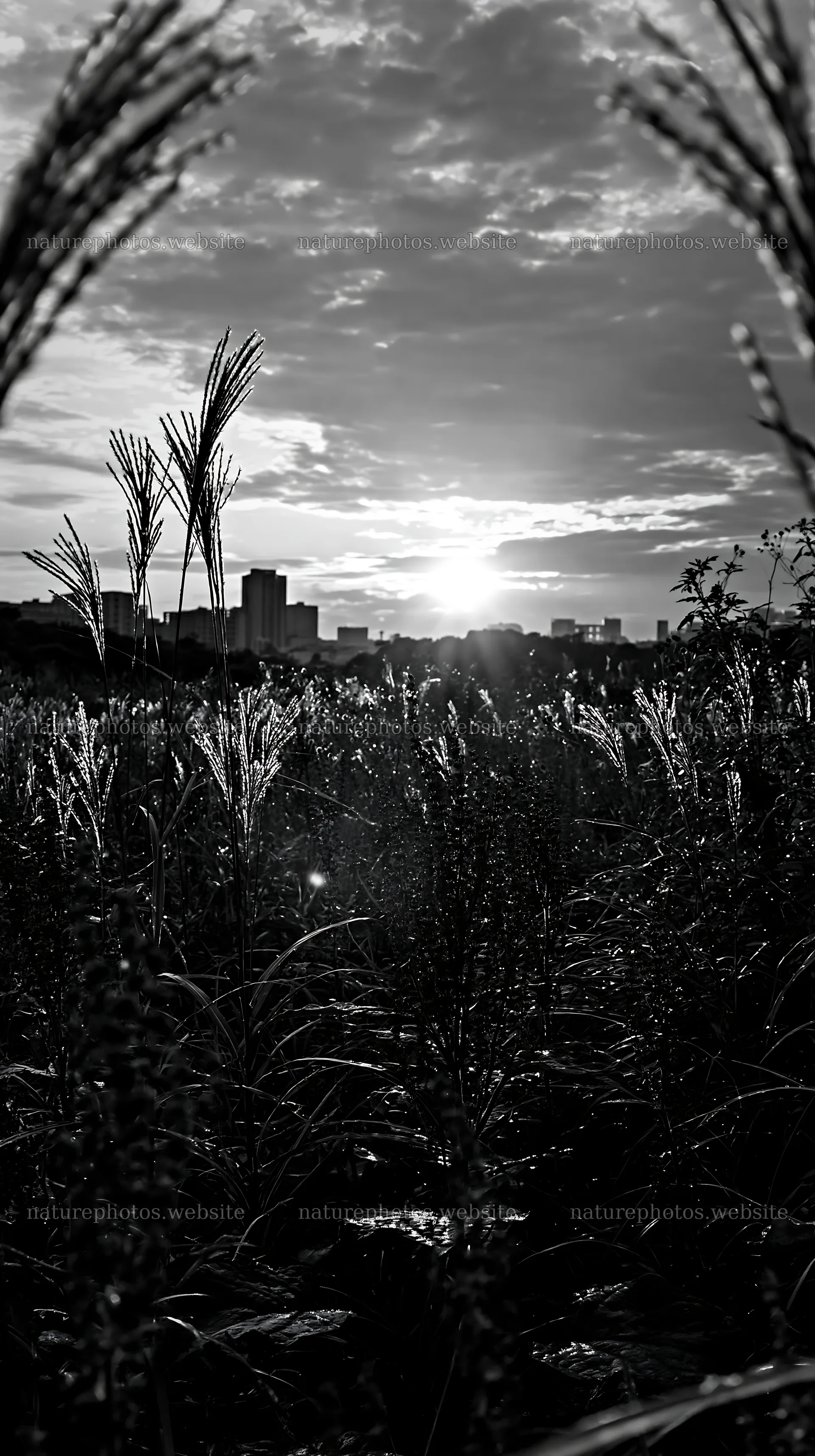Tokyo urban meadow at sunset with seedheads – nature photos 5938x10608