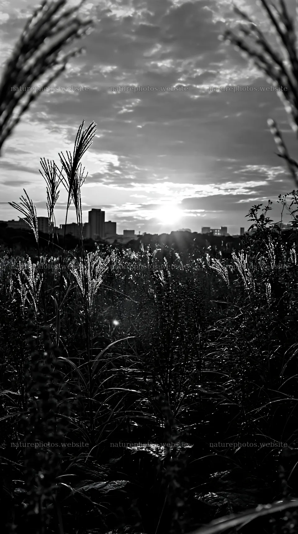 Tokyo urban meadow at sunset with seedheads – nature photos 5938x10608