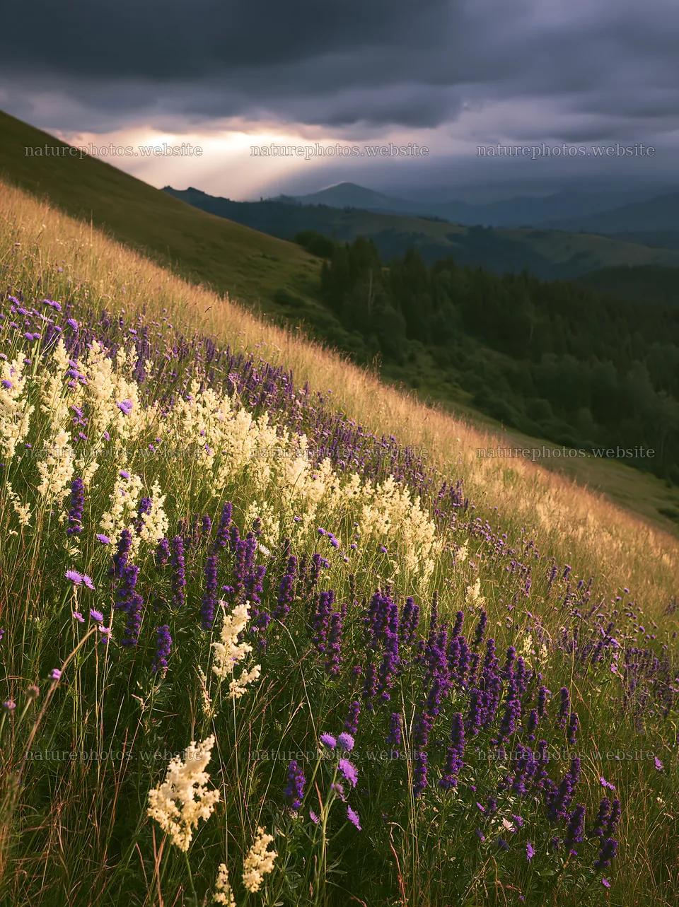 Transylvania summer meadows with wildflowers and cloudy sky – nature photos 6866x9174