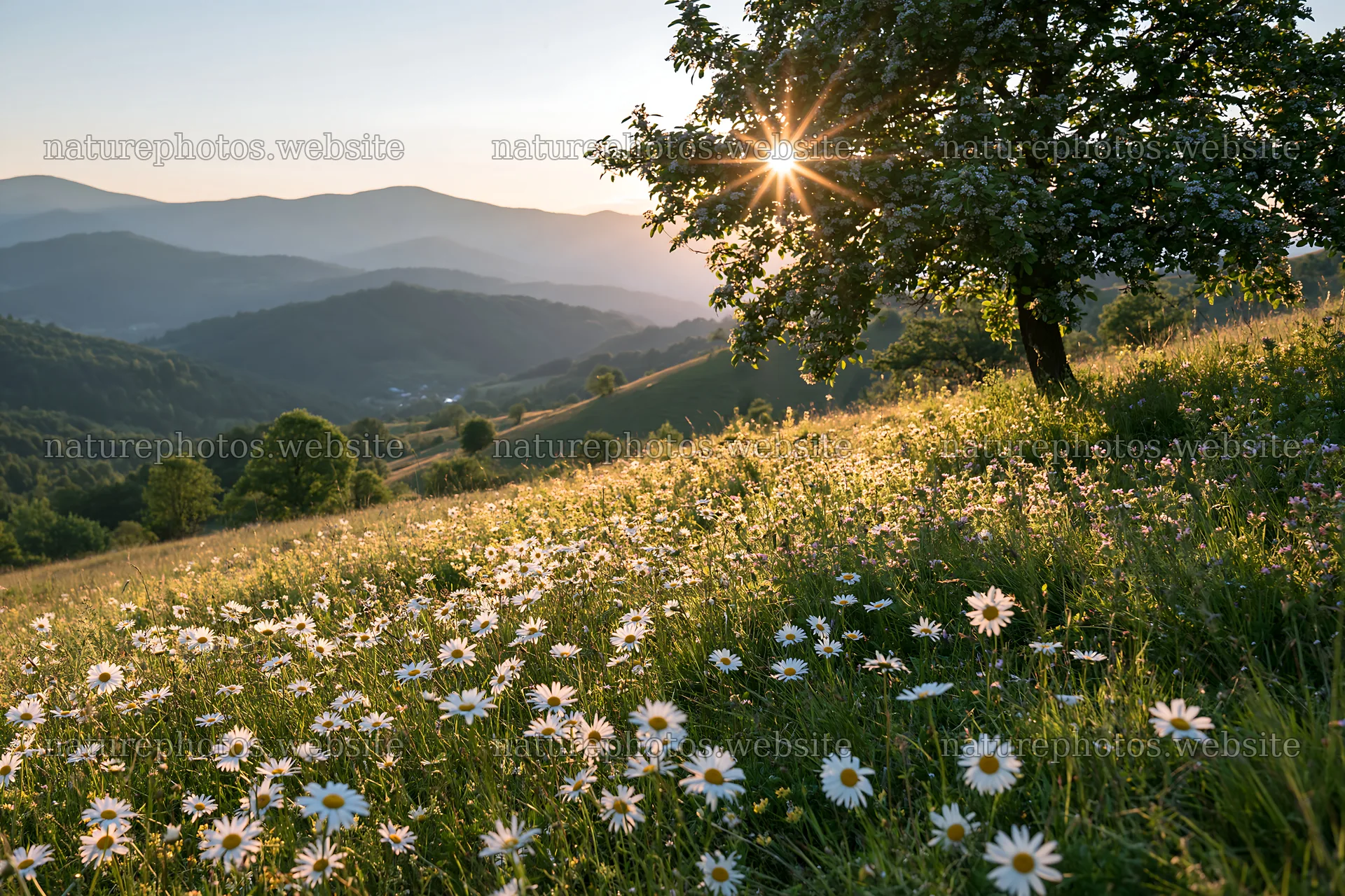Summer hay meadow in Transylvania with blooming flowers – nature photos 9722x6480