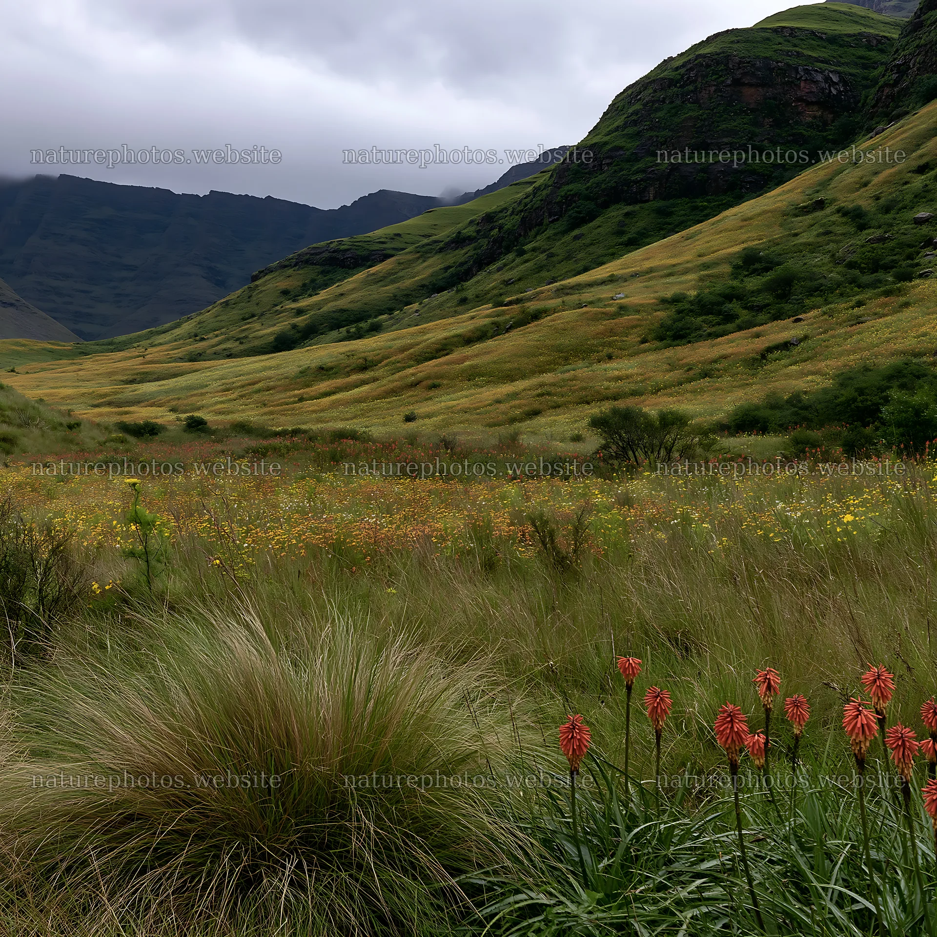 Biodiverse meadow with flowers and hills under cloudy sky – nature photos 7938x7938