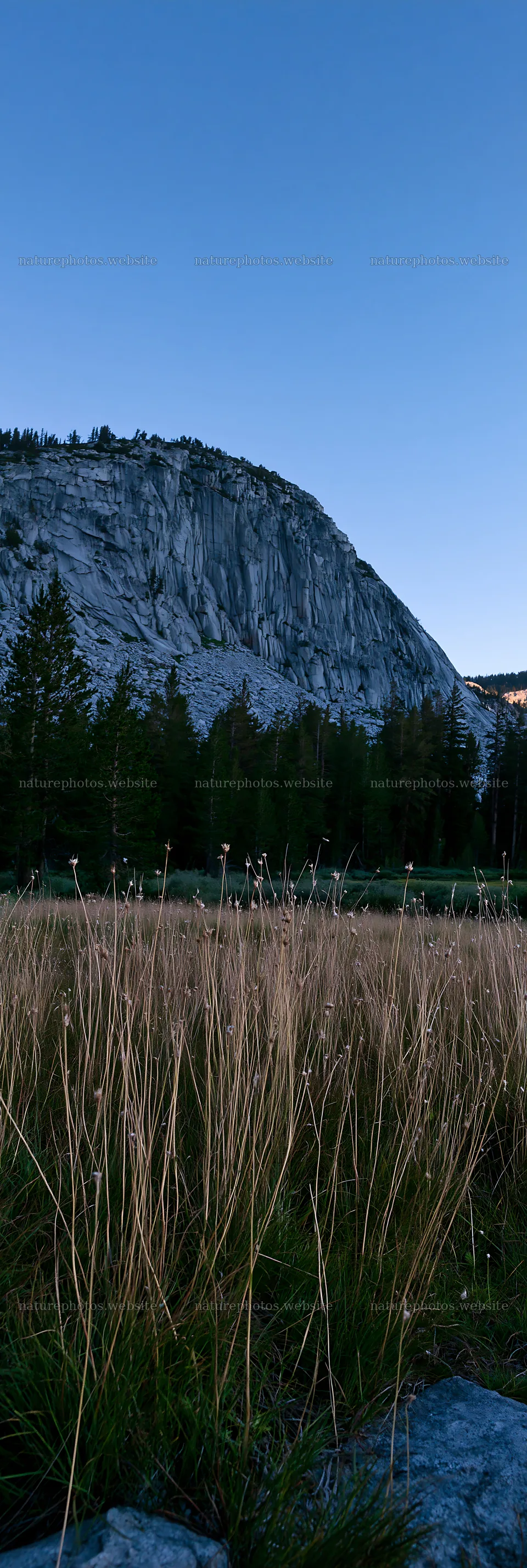 Meadow grass seedheads sway in the evening light near a mountain – nature photos 4602x13690