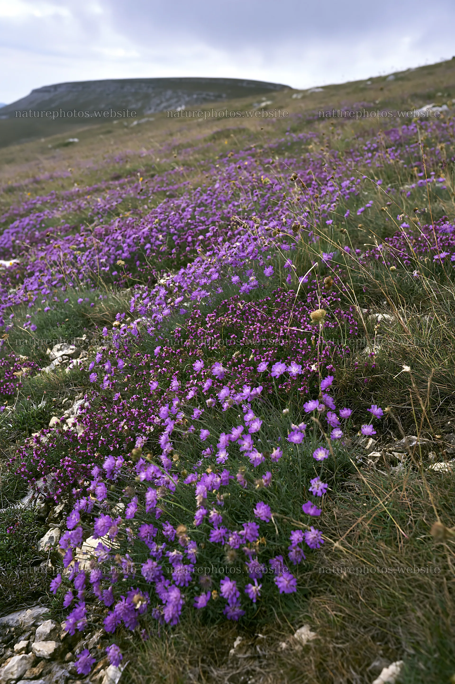Cloudy meadow with small scabious blooms in natural setting – nature photos 6480x9722