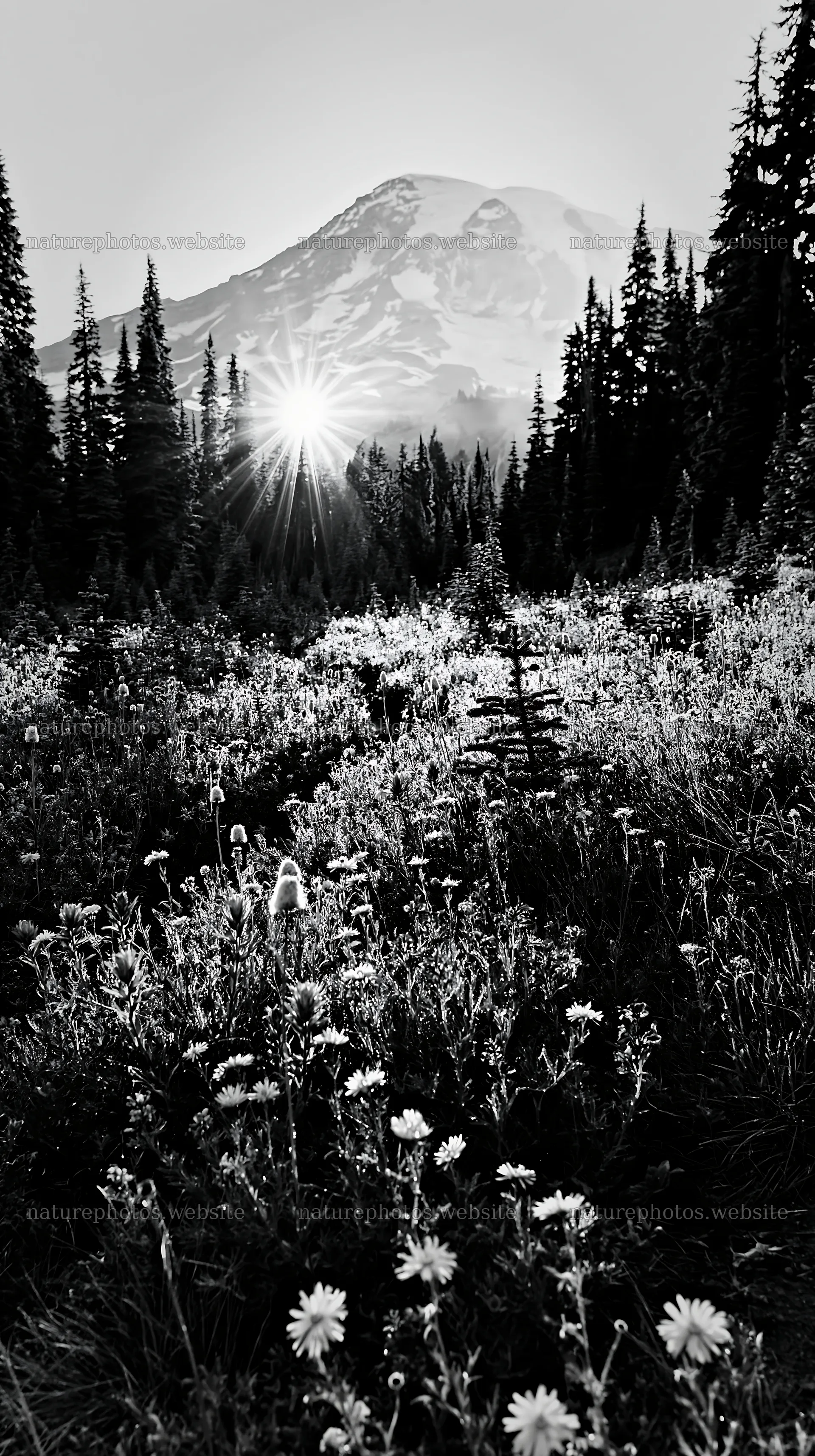 Mount Rainier wildflower meadow at sunrise – nature photos 5938x10608