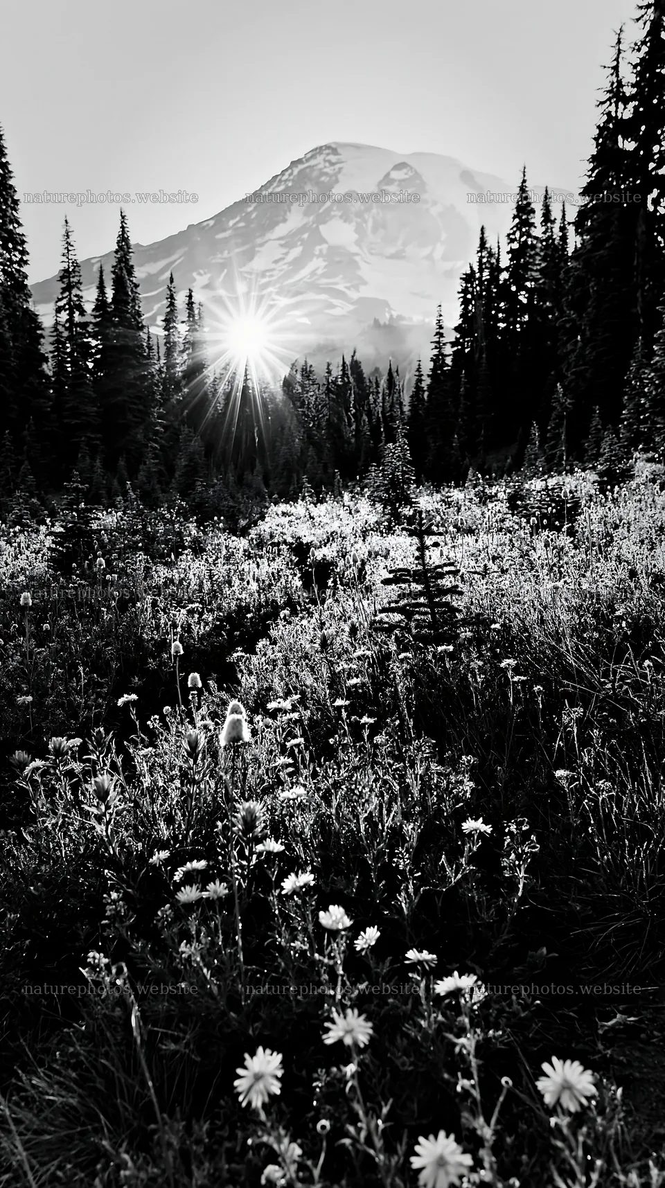 Mount Rainier wildflower meadow at sunrise – nature photos 5938x10608