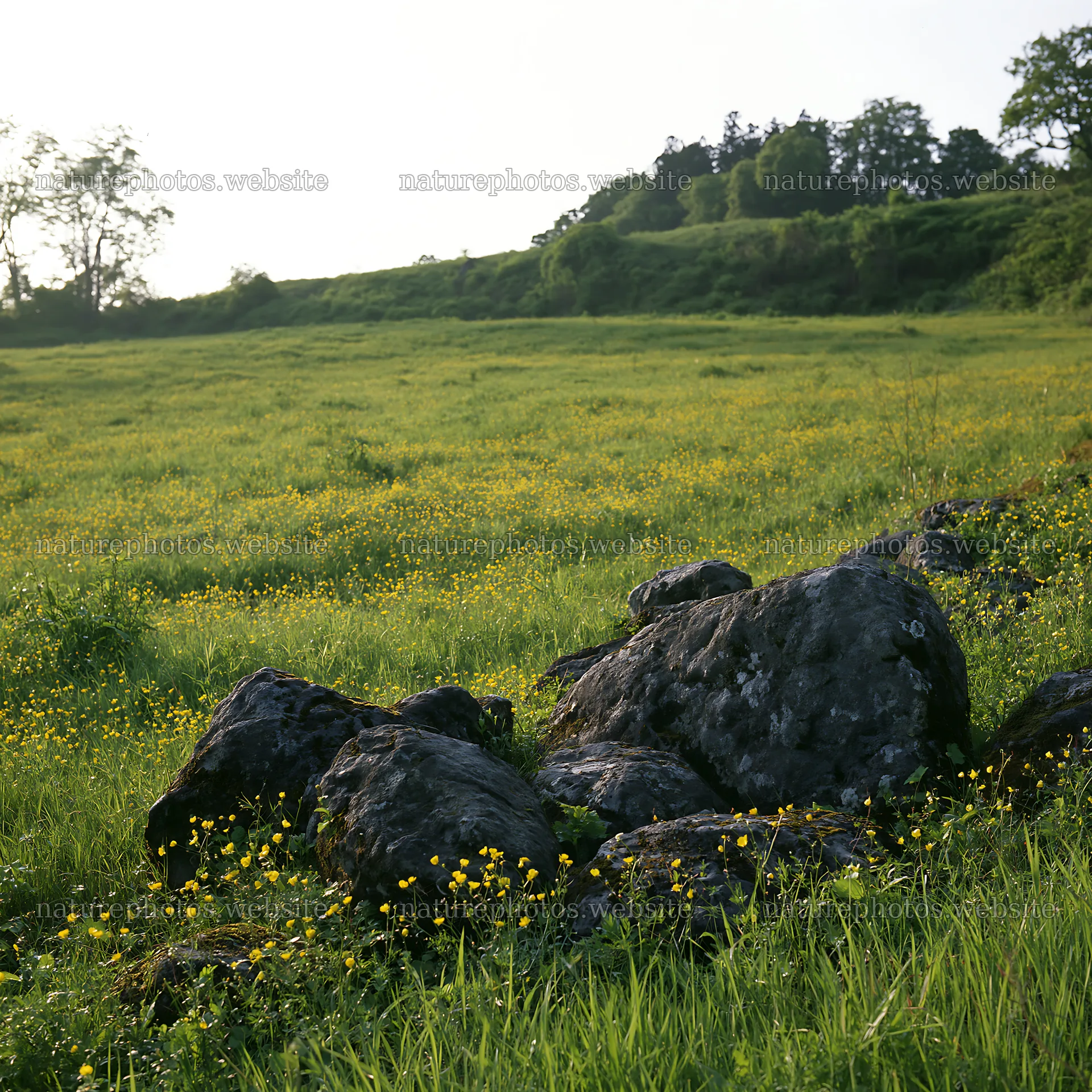 Miyagi spring recovery meadow mossy stone with grass and flowers – nature photos 7938x7938