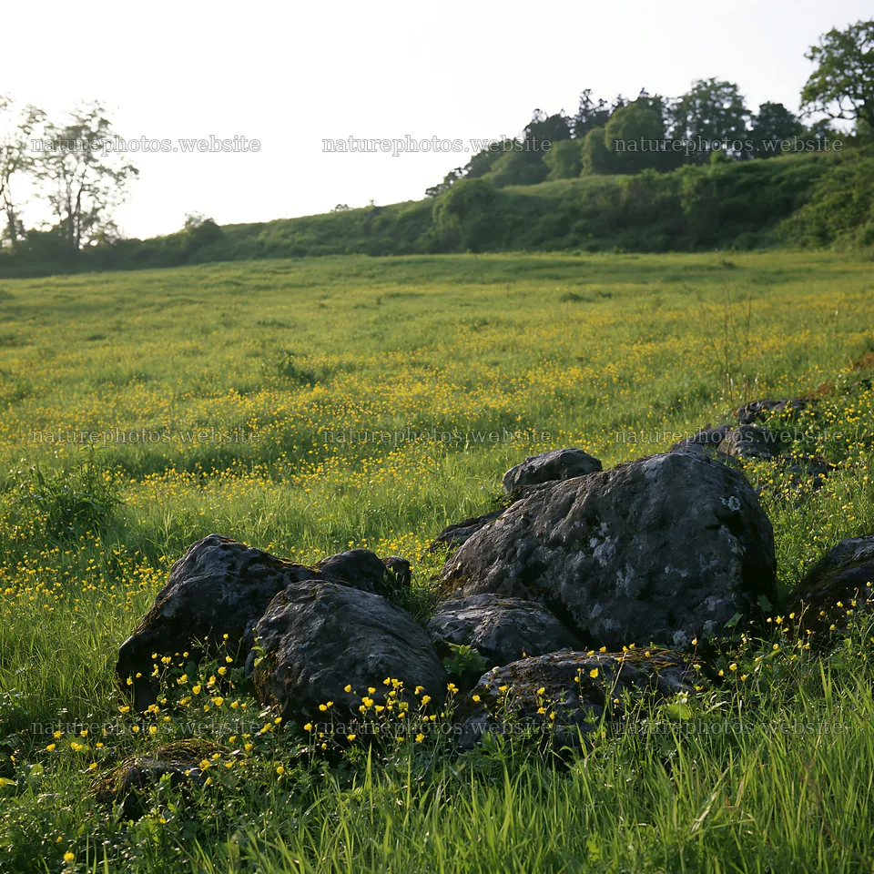 Miyagi spring recovery meadow mossy stone with grass and flowers – nature photos 7938x7938