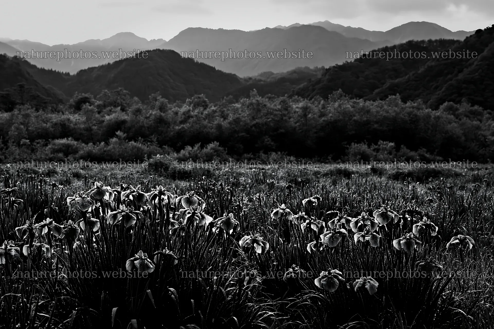 Niigata floodplain meadow with dew and mountains in background – nature photos 9722x6480