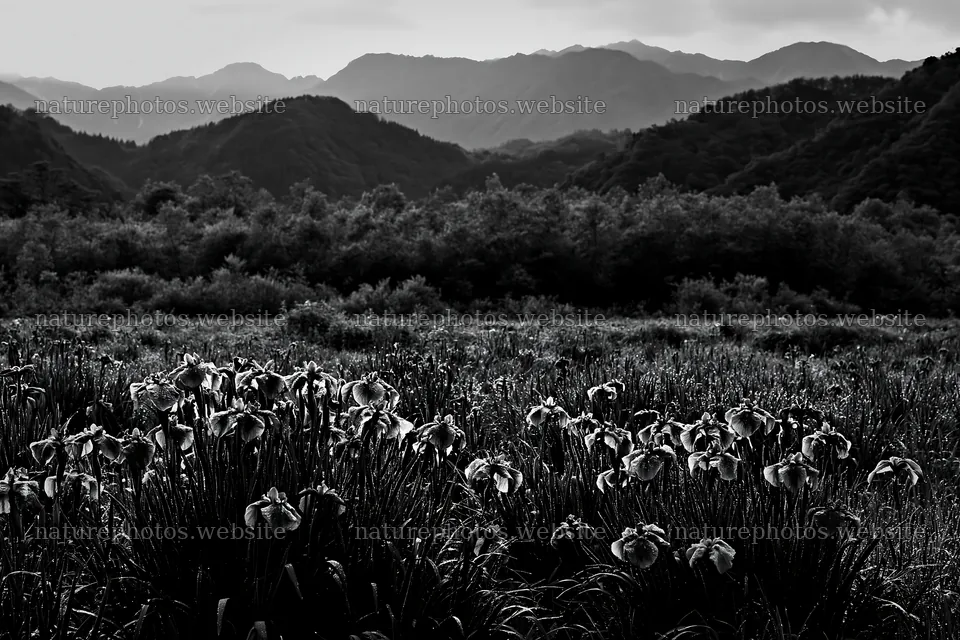 Niigata floodplain meadow with dew and mountains in background – nature photos 9722x6480
