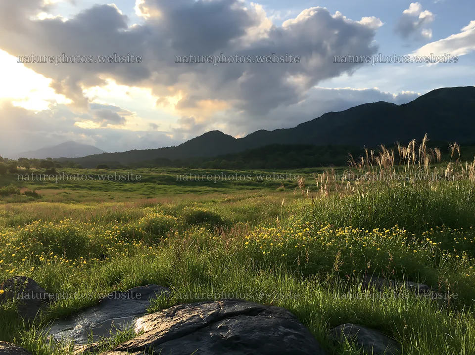 Yamanashi regenerative meadow with basalt stones in the evening – nature photos 9174x6866