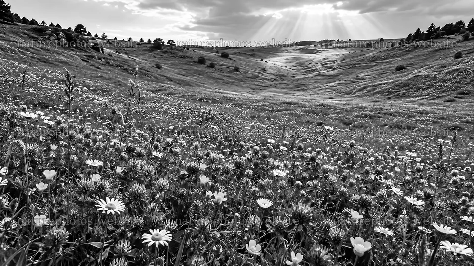 Black-and-White Wildflower Valley with Sunbeams – nature photos 10324x5812