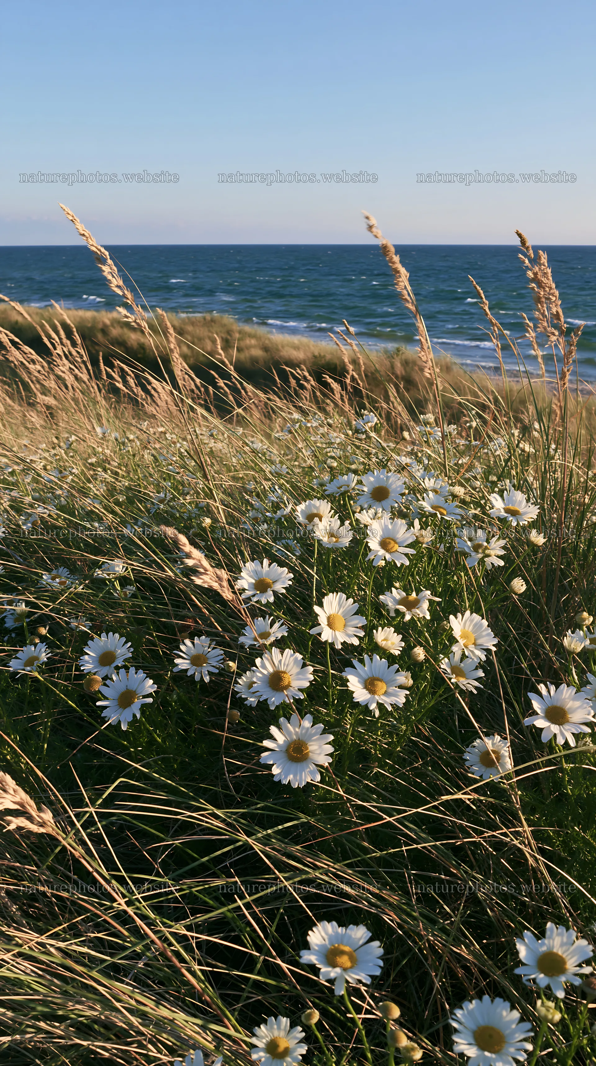 Chamomile meadow by the sea during daylight hours – nature photos 5938x10608