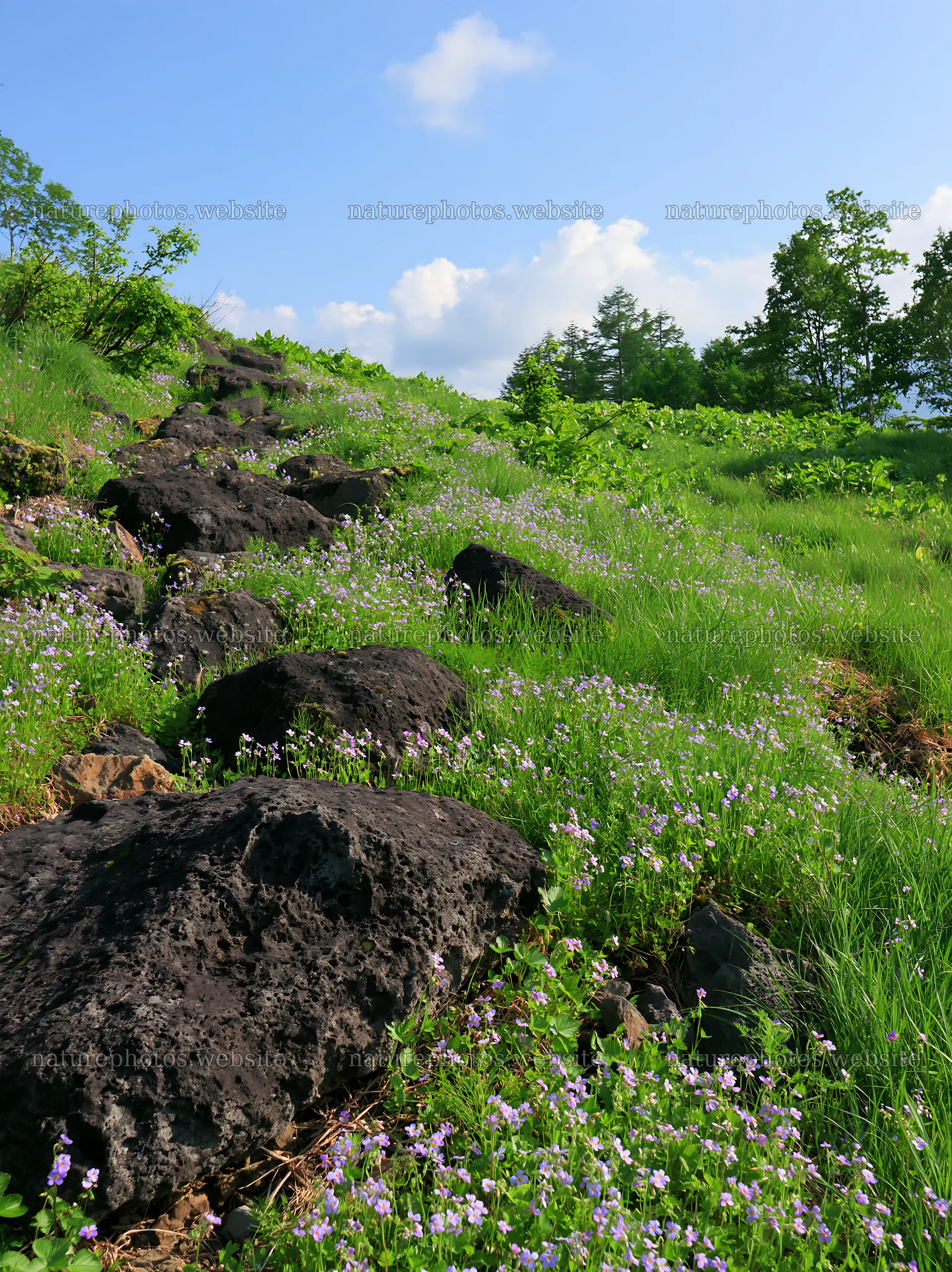 Yamanashi regenerative meadow with basalt stones in bright sunlight – nature photos 6866x9174