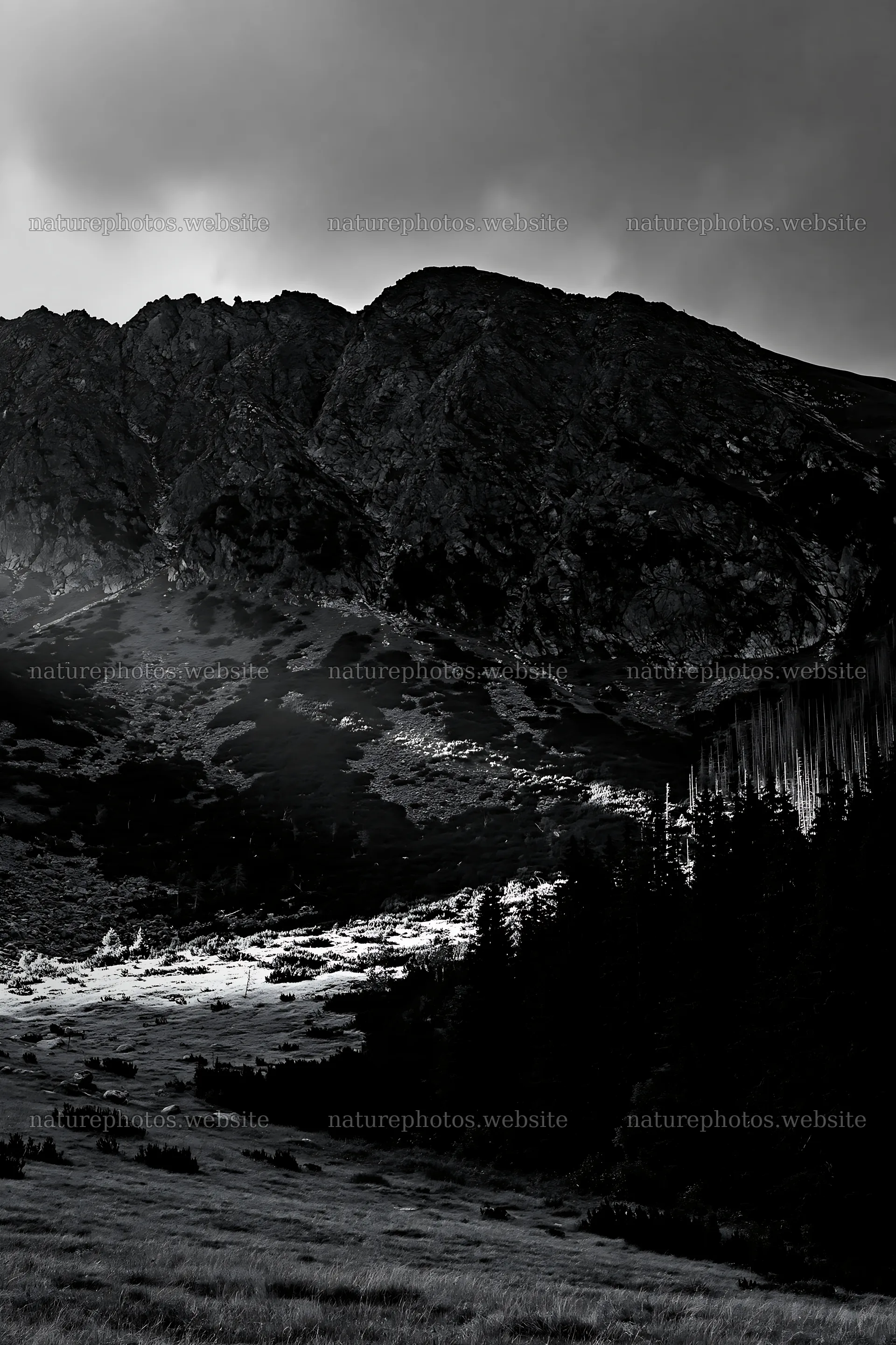 Meadow mountain sunrays illuminate a forested landscape – nature photos 6480x9722