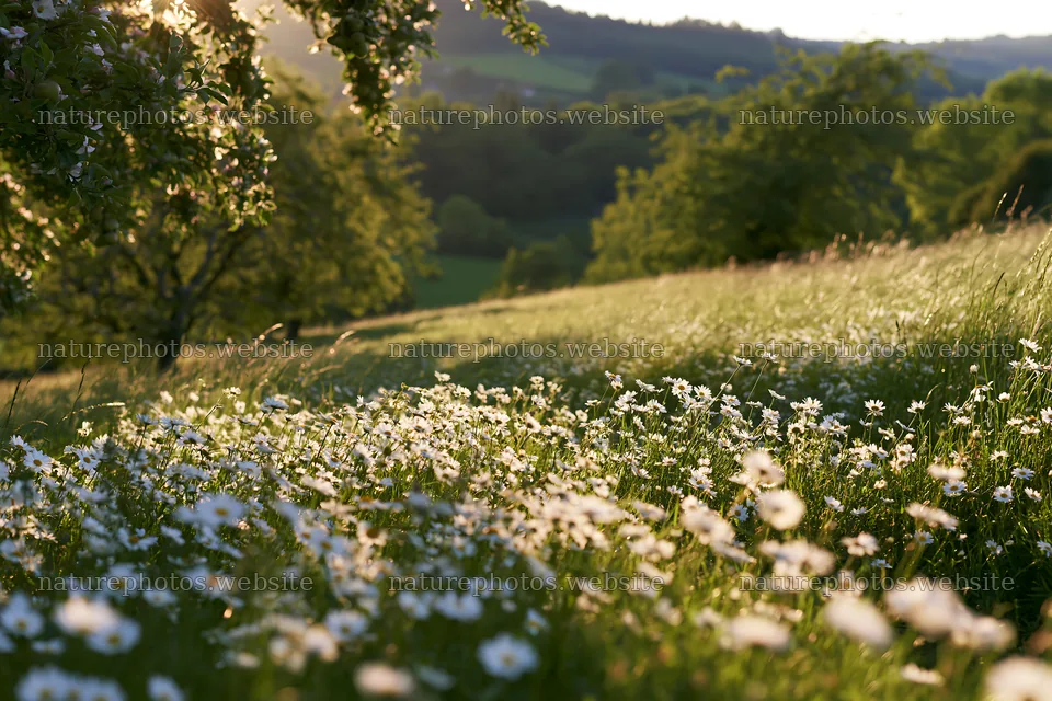 Daisy apple meadow in sunlight with distant hills – nature photos 9722x6480