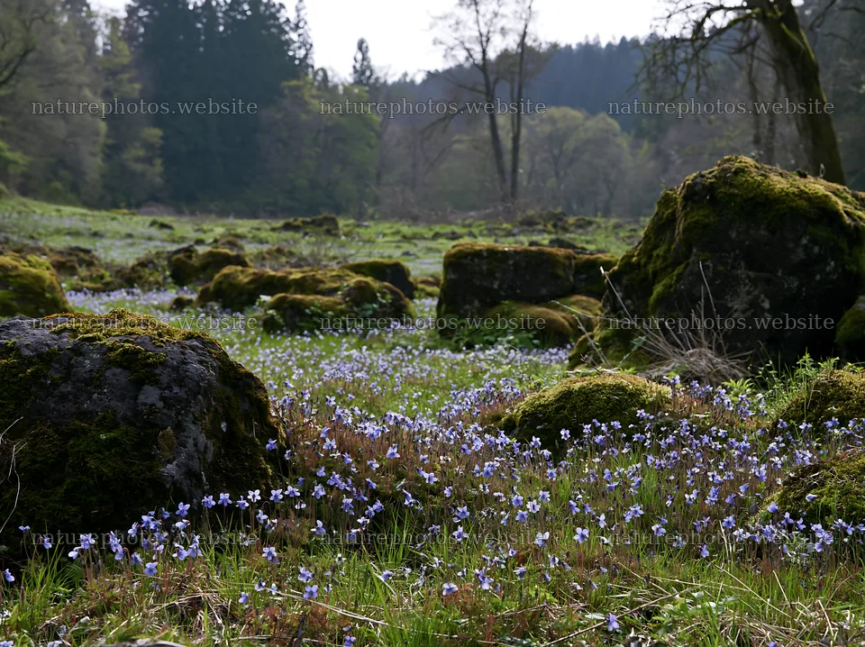 Miyagi spring recovery meadow mossy stone in natural setting – nature photos 9174x6866