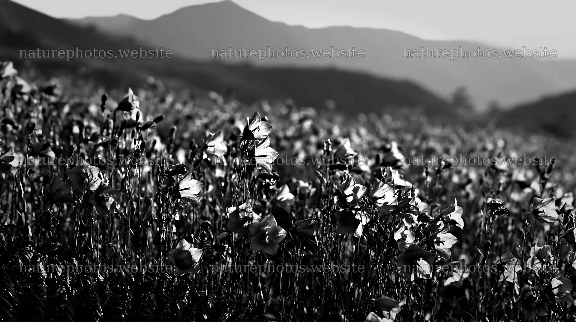 Tokushima mountain meadow fern frond foreground with purple flowers – nature photos 10608x5938