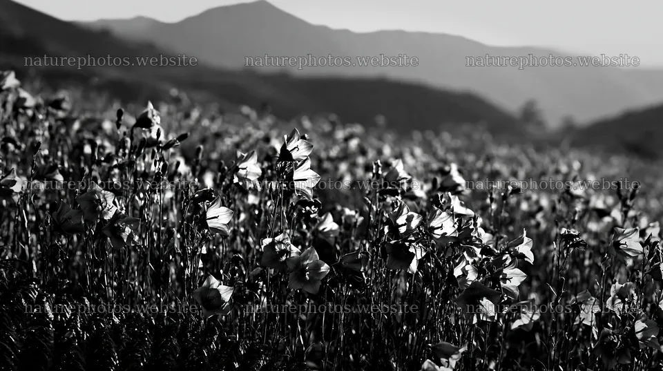 Tokushima mountain meadow fern frond foreground with purple flowers – nature photos 10608x5938