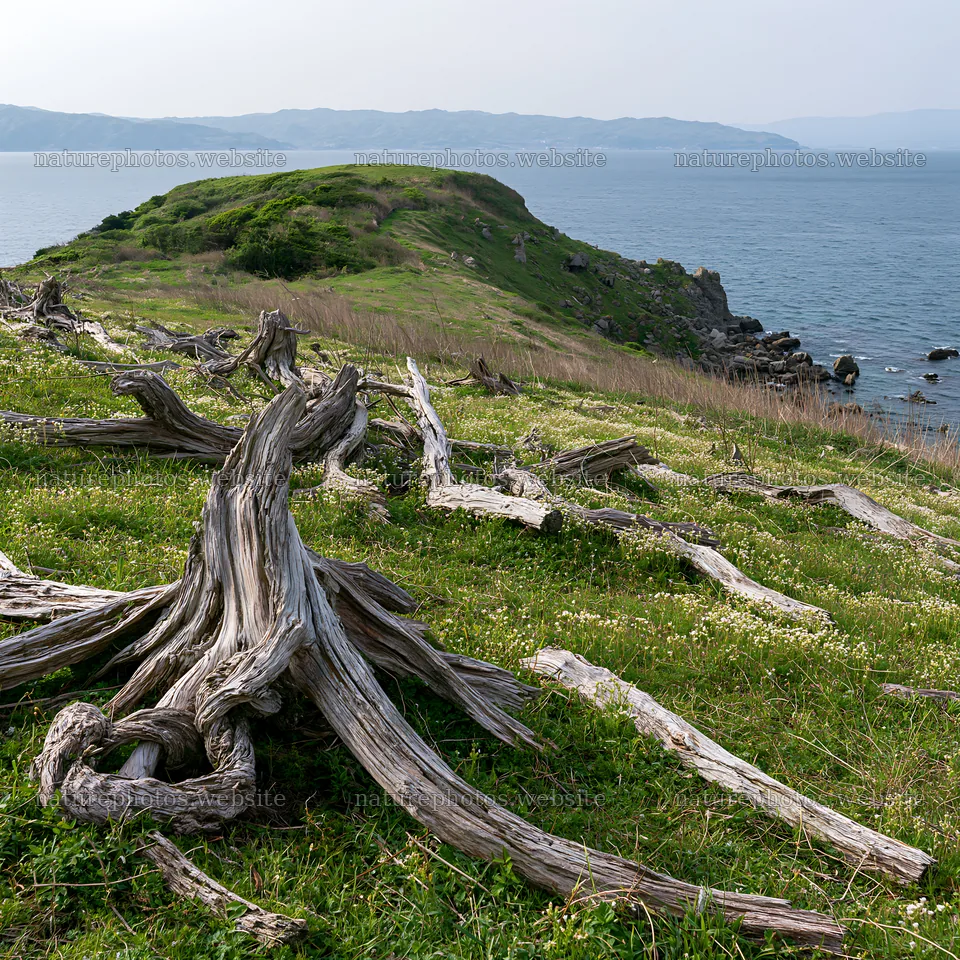 Nagasaki coastal meadow with driftwood in the foreground – nature photos 7938x7938