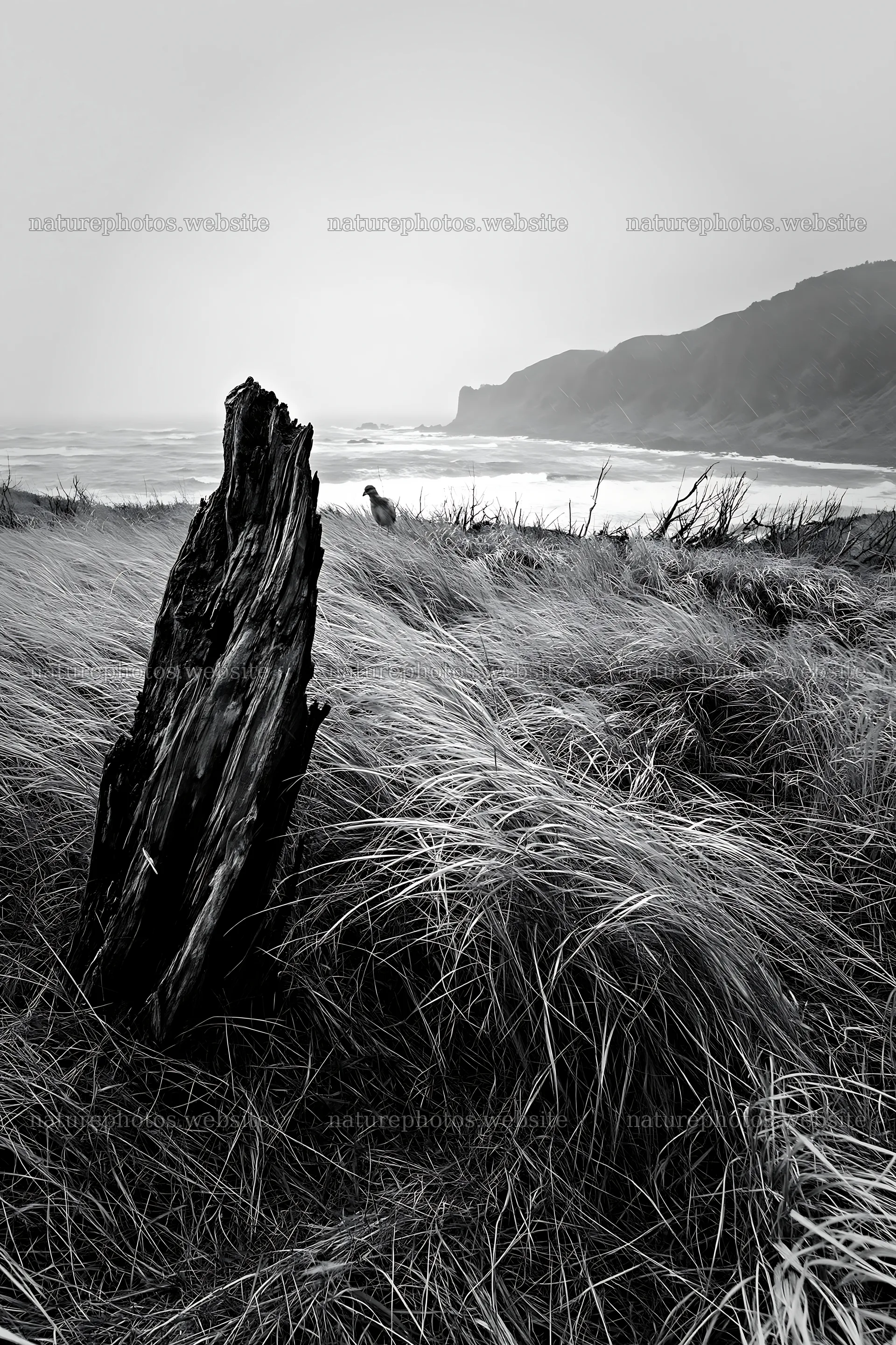 Ishikawa coastal meadow storm washed driftwood in a field – nature photos 6480x9722