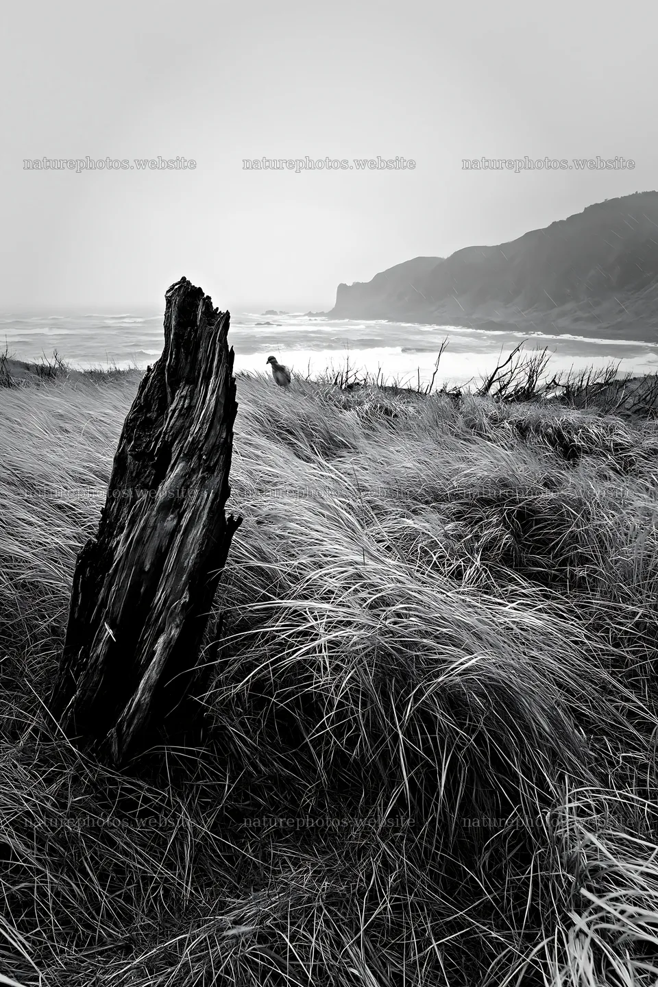 Ishikawa coastal meadow storm washed driftwood in a field – nature photos 6480x9722