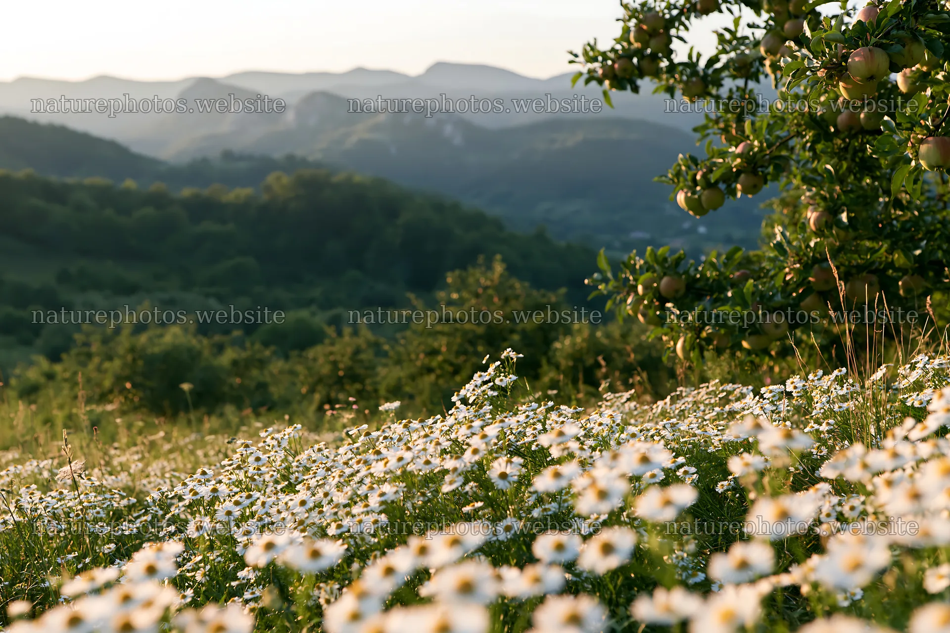 Daisy apple meadow with mountains in the background – nature photos 9722x6480