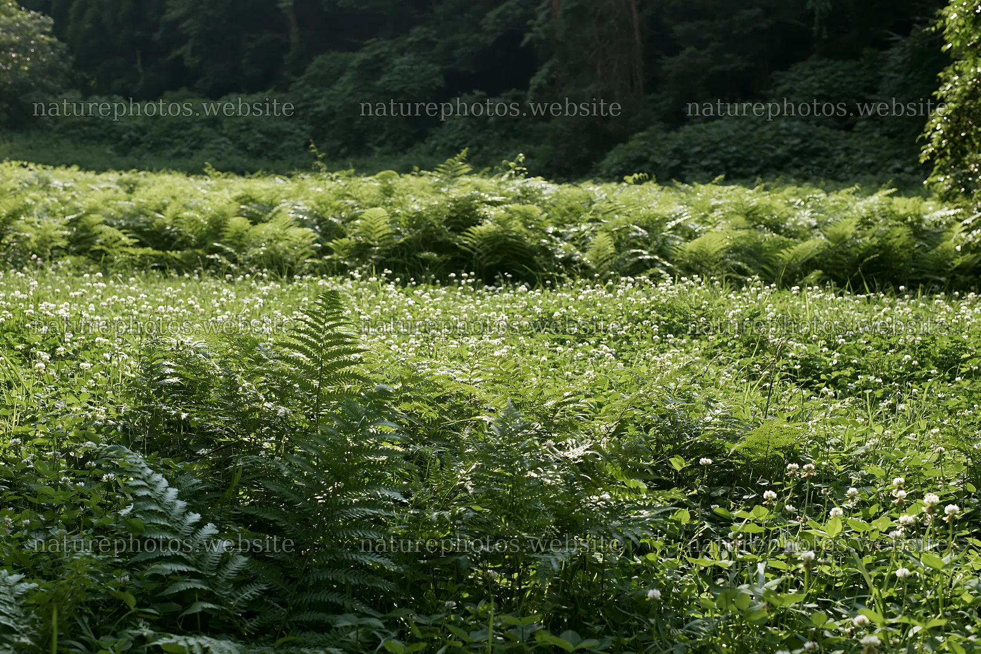 Nara summer meadow with fern in the foreground – nature photos 9722x6480